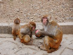 -哈尔滨北方森林动物园