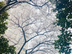 -中国银行(上海市新闸路支行)