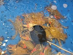 -川骄海鲜自助(河东店)