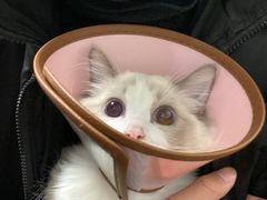 -乐派堂宠物医院·猫友好· 心脏科(东街店)