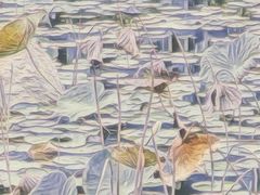 -映月湖公园