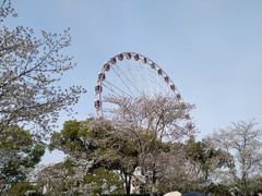 -顾村公园