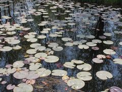 -微山湖红荷湿地景区