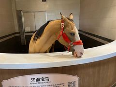 -中国马镇舞马世界主题乐园