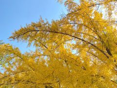-三里屯东五街银杏大道