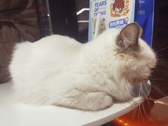 -怪兽屋·羊驼·猫咖·狗咖(俊华广场店)