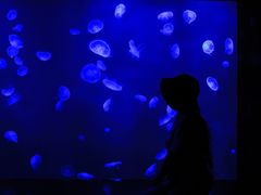 -暹罗海洋世界