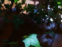 -曲阳花鸟市场(曲阳路店)