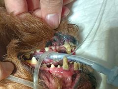 -宠颐生猫科·内科皮肤科(西平世纪城店)