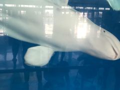 -泉城欧乐堡海洋极地世界