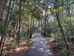 -铁山坪森林公园