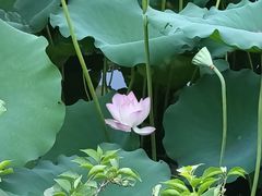 -荔湾湖公园