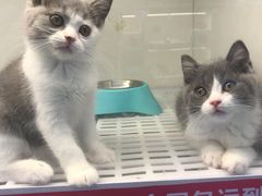 -lincat·猫舍(广州店)