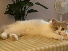-唐小姐の猫狗洗护·购宠旗舰店(周浦万达店)