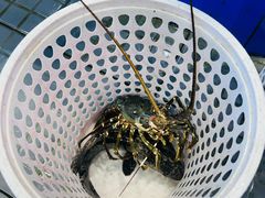 -小海豚•老字号海鲜餐厅(天涯店)