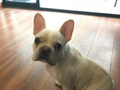 -Meowの猫咖(万家丽店)