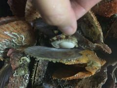 -胶东海鲜大排档(北太平庄店)