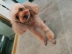 -宠爱国际动物医院(德胜门店)