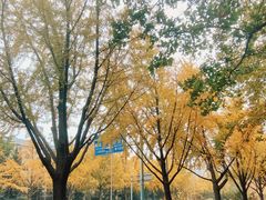 -三里屯东五街银杏大道