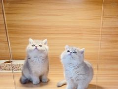 -猫十亿·布偶金渐层·曼基康矮脚猫舍(青年路店)