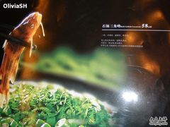 石锅三角峰-大蓉和(一品天下店)