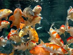 -上海海洋水族馆