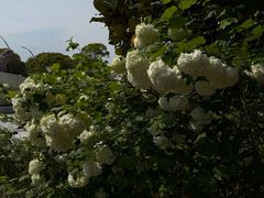 -上海鲜花港