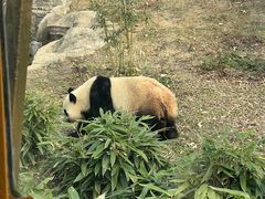 -武汉动物园