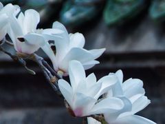 -天坛公园