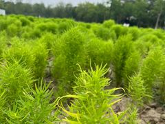 -天津东丽湖风景区