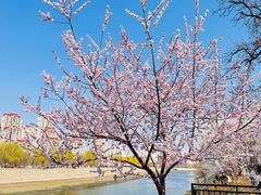 -桃花堤公园