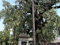 -黄帝陵