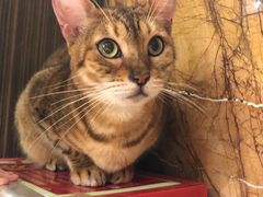 -more than meow吴止猫主题餐厅(承德 中船汇店)