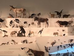 -墨尔本博物馆(Melbourne Museum)