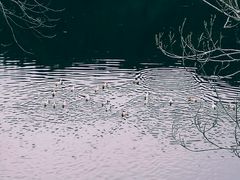 -鹿亭中村