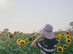 -瑶湖郊野森林公园