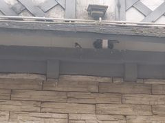 -四川省成都市彭州市白鹿镇