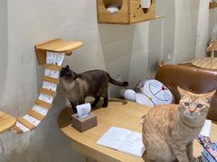 -藏猫猫咖啡主题馆(中央大道店)