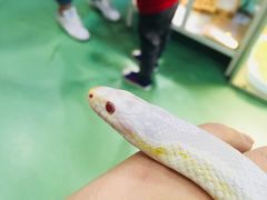 -藦茜花园宠物主题亲子互动体验馆(国顺东路店)