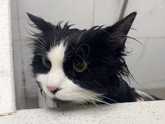 -安安宠医·臻爱宠物医院·宠保定点(营门口路分院)