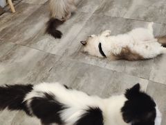 -楼上猫咖(罗湖店)