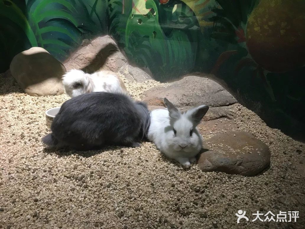 这家萌宠乐园，各种可爱动物撸不停！