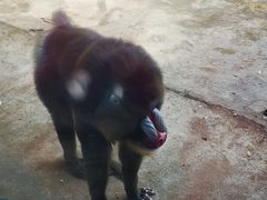 -西霞口神雕山野生动物世界