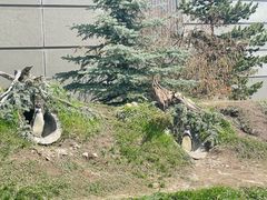 -卡尔加里动物园
