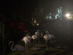 -清迈夜间动物园