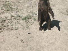 -新疆天山野生动物园