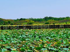 -上海海湾国家森林公园