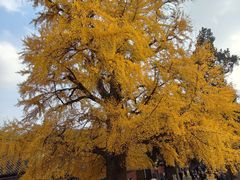 -少林寺欢喜地素斋馆