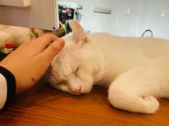 -有猫主题·治愈系猫咖(曾厝垵店)
