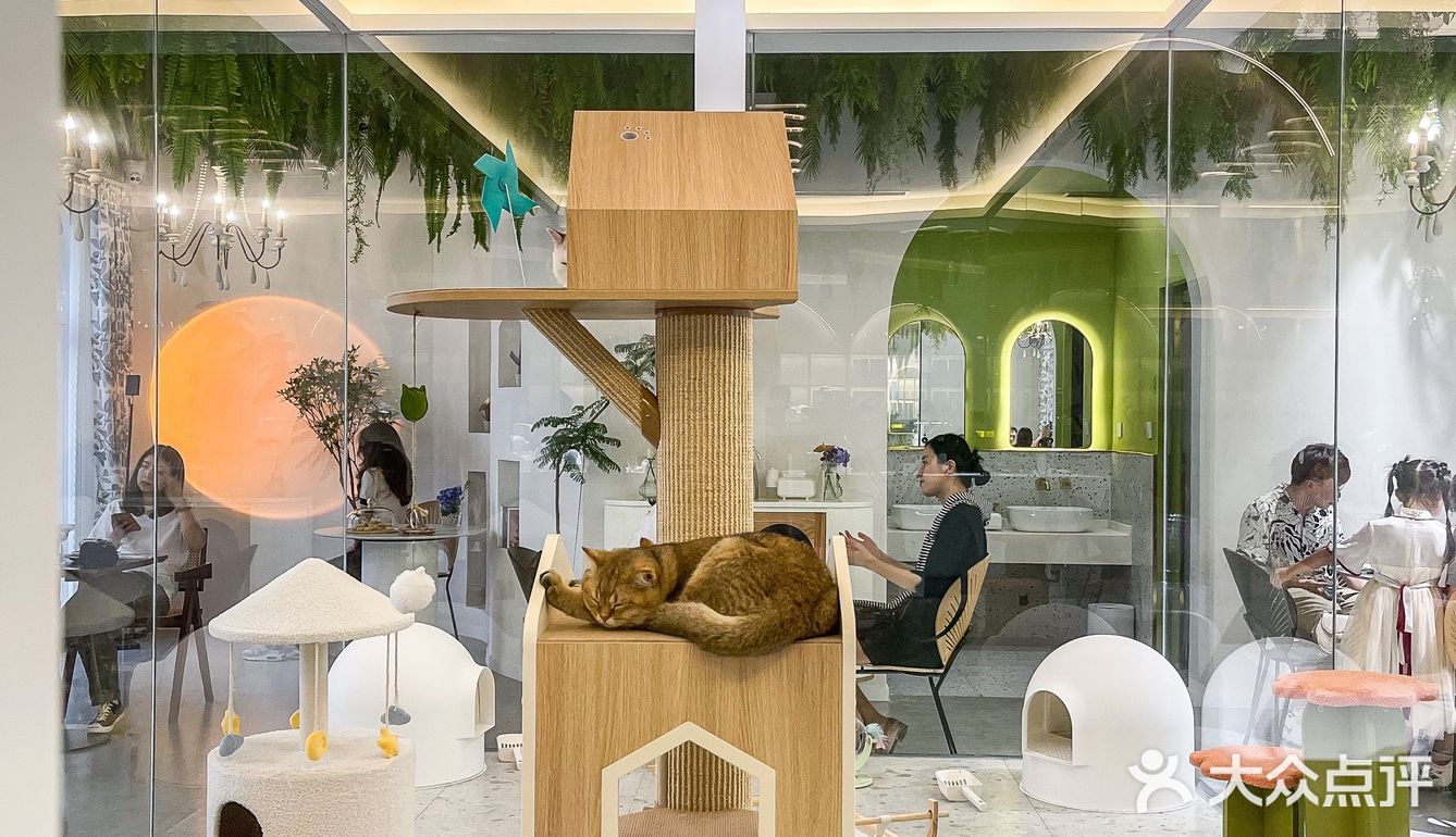 杭州凤凰山景区可以撸猫的咖啡馆超赞